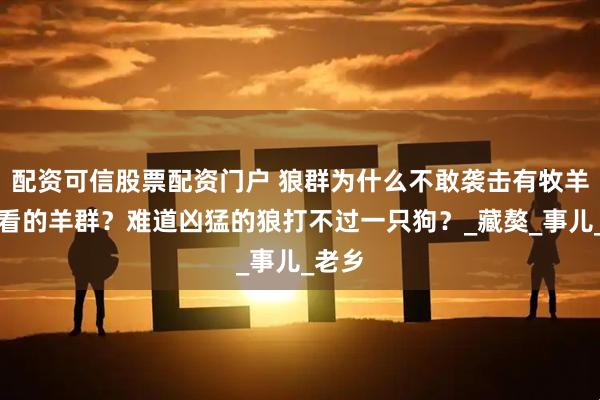 配资可信股票配资门户 狼群为什么不敢袭击有牧羊犬照看的羊群？难道凶猛的狼打不过一只狗？_藏獒_事儿_老乡